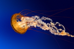 Jellyfish